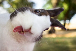 Illustration for article titled If nobody owns these cool animal selfies, we should give them the money